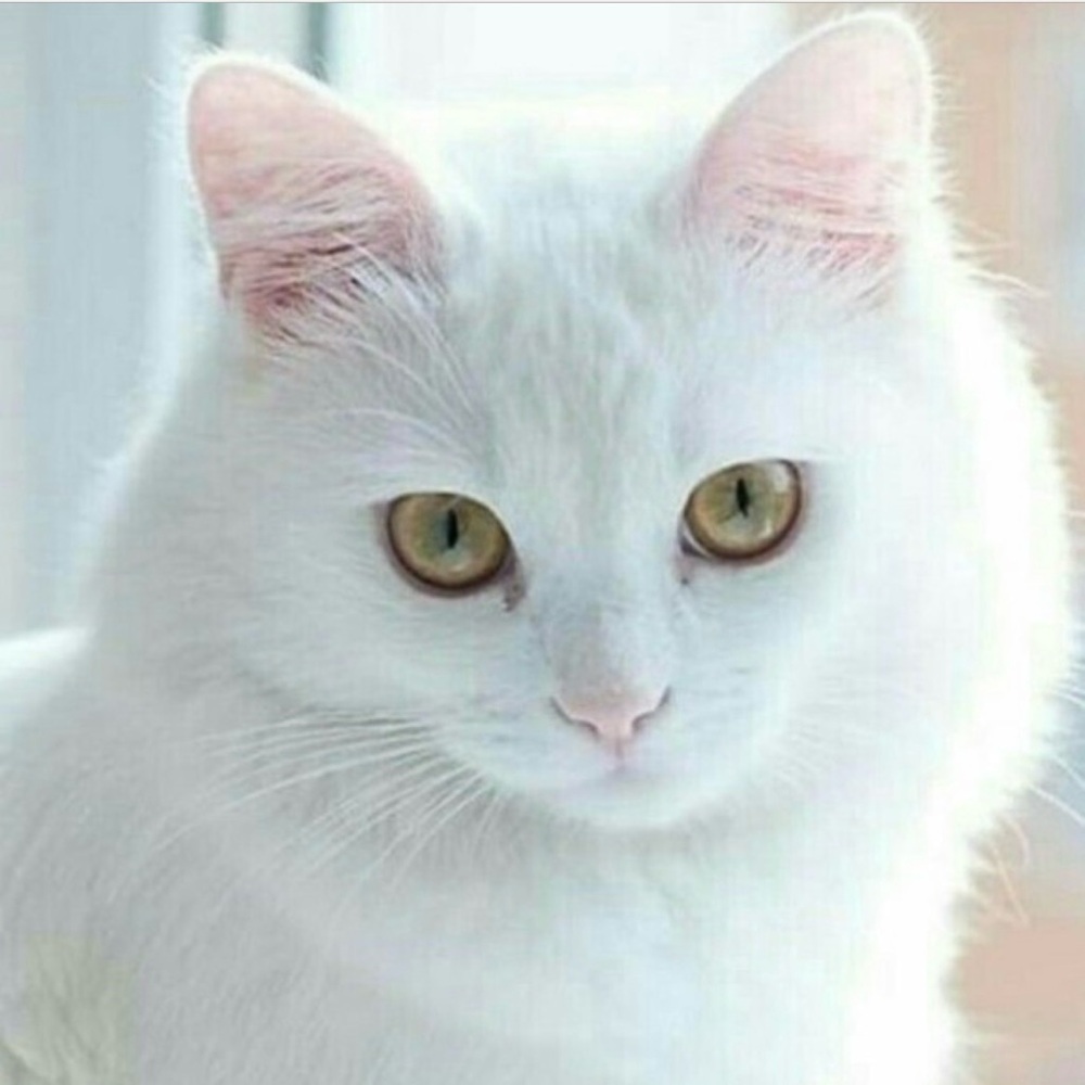 PURRfect…$10 OFF for you with my Referral Link!